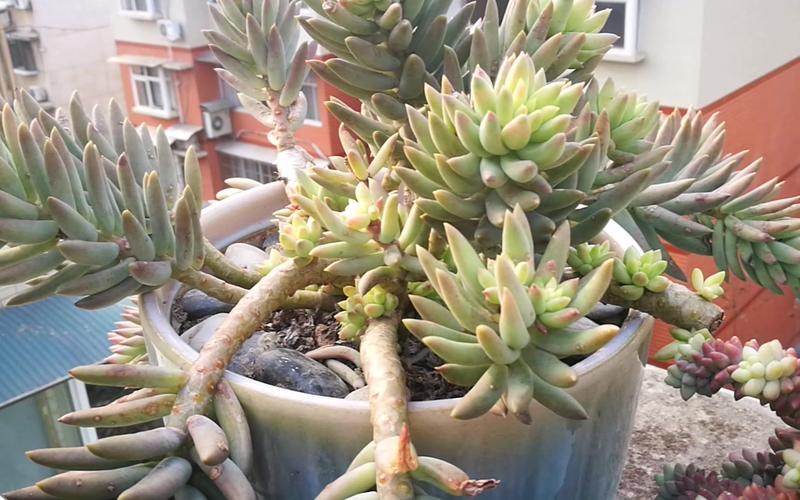 千佛手怎么养爆盆？千佛手怎么养爆盆视频？