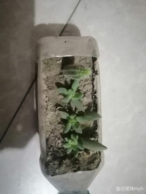 千佛手怎么养爆盆？千佛手怎么养爆盆视频？-第2张图片-优品飞百科