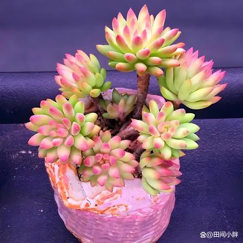 千佛手怎么养爆盆？千佛手怎么养爆盆视频？-第3张图片-优品飞百科