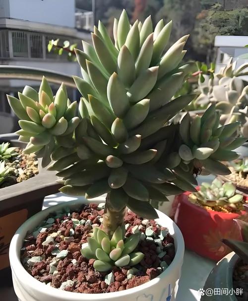 千佛手怎么养爆盆？千佛手怎么养爆盆视频？-第4张图片-优品飞百科