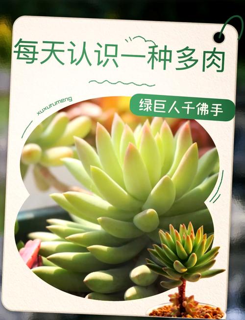 千佛手怎么养爆盆？千佛手怎么养爆盆视频？-第6张图片-优品飞百科