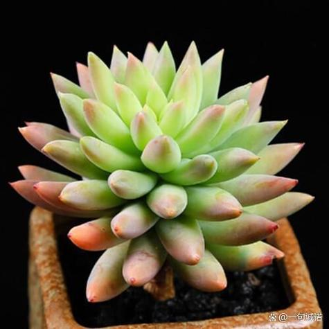 千佛手怎么养爆盆？千佛手怎么养爆盆视频？-第5张图片-优品飞百科