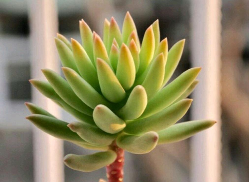 千佛手怎么养爆盆？千佛手怎么养爆盆视频？-第7张图片-优品飞百科