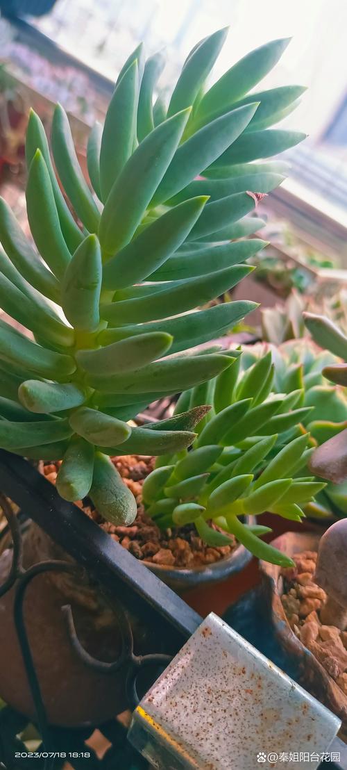 千佛手怎么养爆盆？千佛手怎么养爆盆视频？-第8张图片-优品飞百科