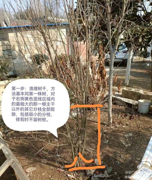 石榴树什么时候剪枝，石榴树什么时候剪枝合适