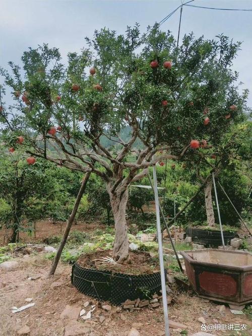 石榴树什么时候剪枝，石榴树什么时候剪枝合适-第3张图片-优品飞百科