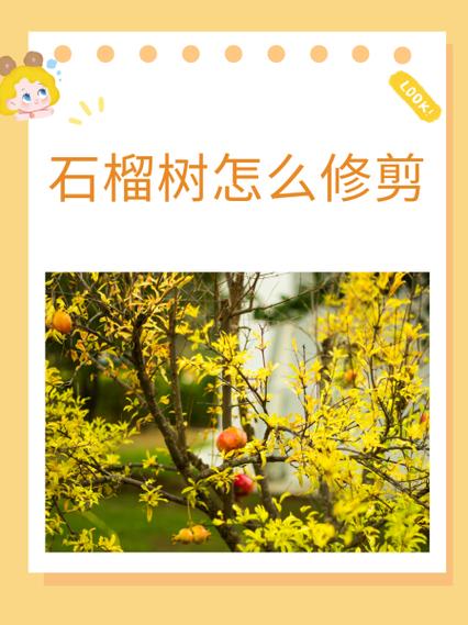 石榴树什么时候剪枝，石榴树什么时候剪枝合适-第4张图片-优品飞百科