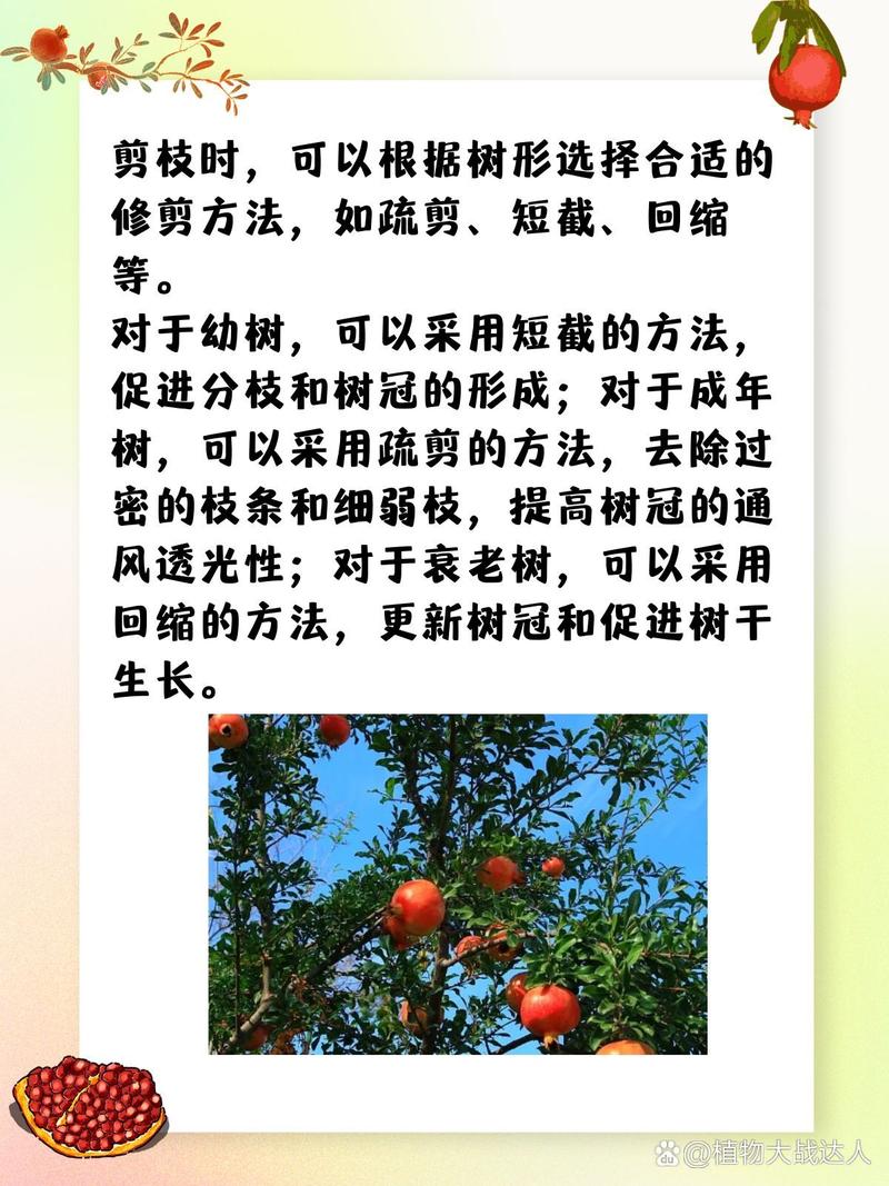 石榴树什么时候剪枝，石榴树什么时候剪枝合适-第8张图片-优品飞百科