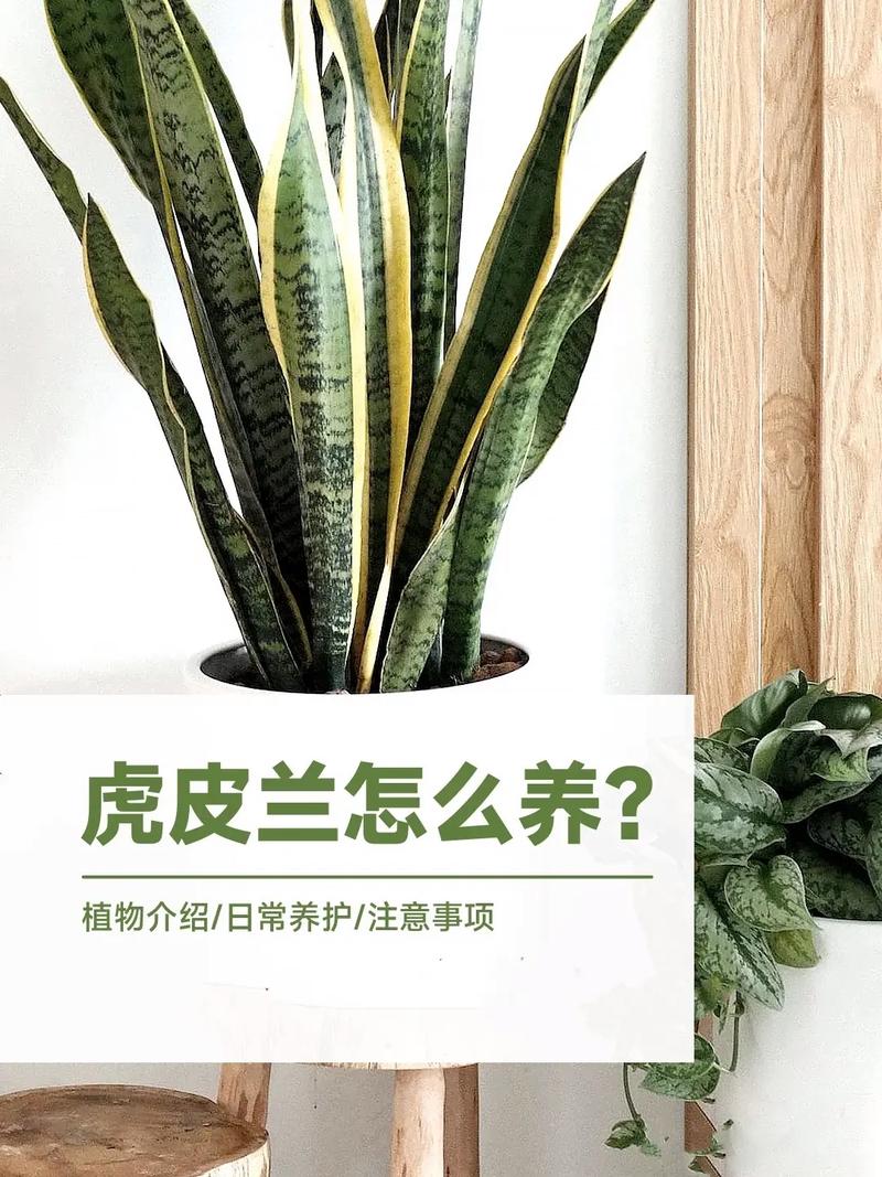 秋天养虎皮兰，秋天养虎皮兰的秘诀？-第3张图片-优品飞百科
