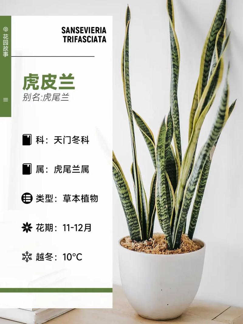 秋天养虎皮兰，秋天养虎皮兰的秘诀？-第4张图片-优品飞百科