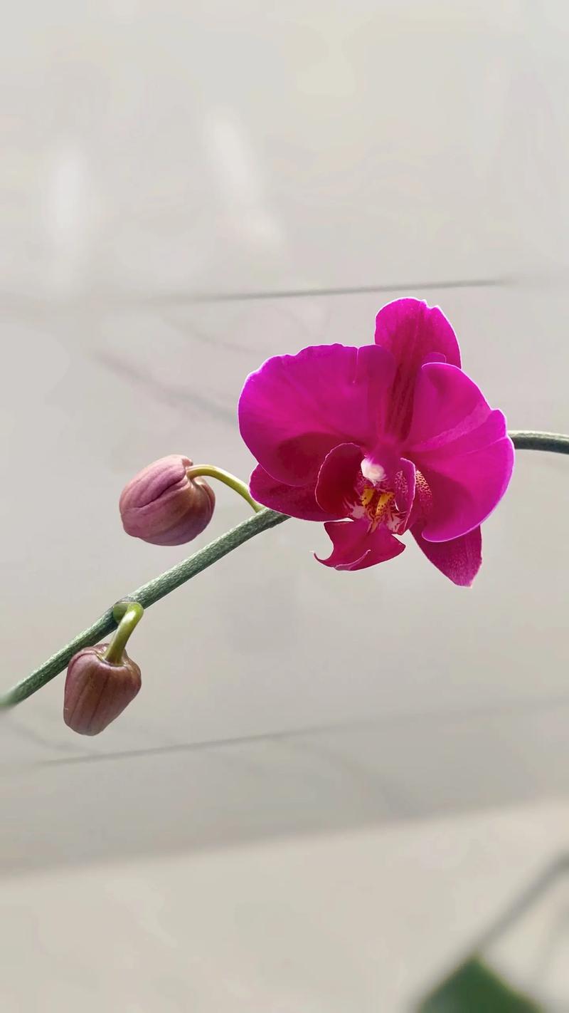 扔掉的蝴蝶兰剪一刀？蝴蝶兰剪下的杆有什么用？