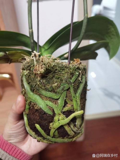 扔掉的蝴蝶兰剪一刀？蝴蝶兰剪下的杆有什么用？-第2张图片-优品飞百科