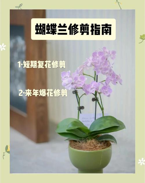 扔掉的蝴蝶兰剪一刀？蝴蝶兰剪下的杆有什么用？-第3张图片-优品飞百科