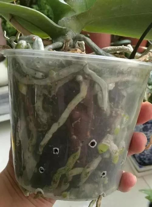 扔掉的蝴蝶兰剪一刀？蝴蝶兰剪下的杆有什么用？-第4张图片-优品飞百科