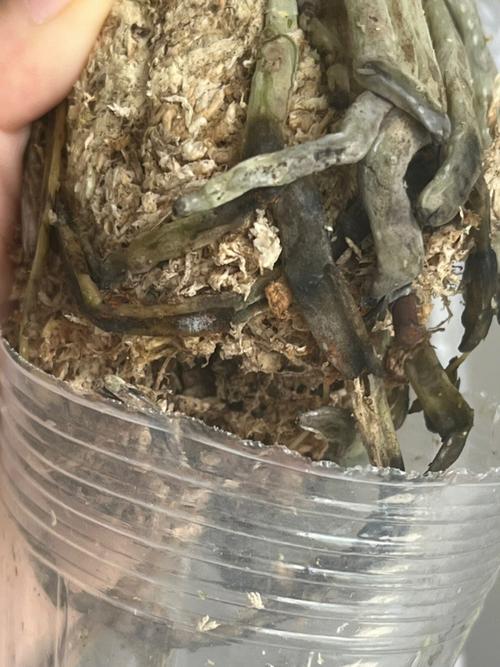 扔掉的蝴蝶兰剪一刀？蝴蝶兰剪下的杆有什么用？-第6张图片-优品飞百科