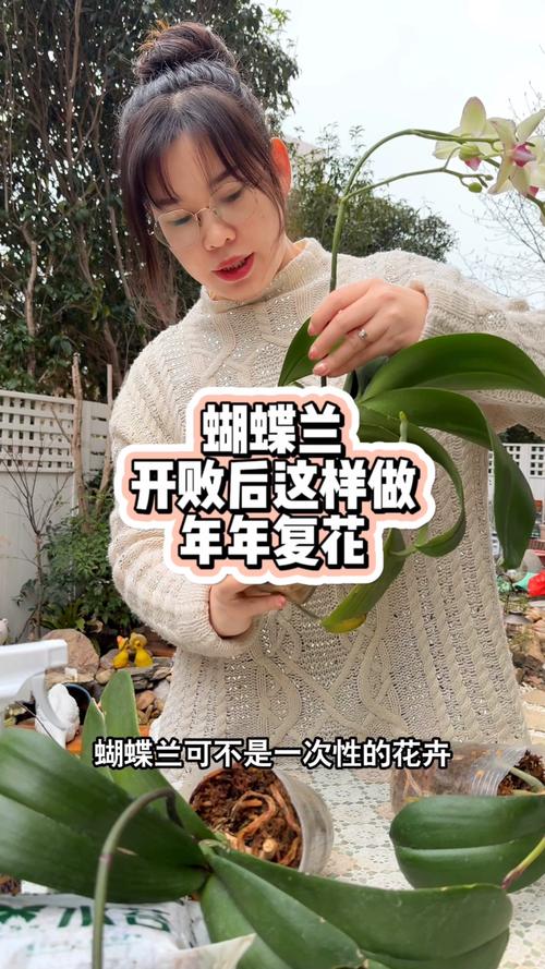 扔掉的蝴蝶兰剪一刀？蝴蝶兰剪下的杆有什么用？-第5张图片-优品飞百科