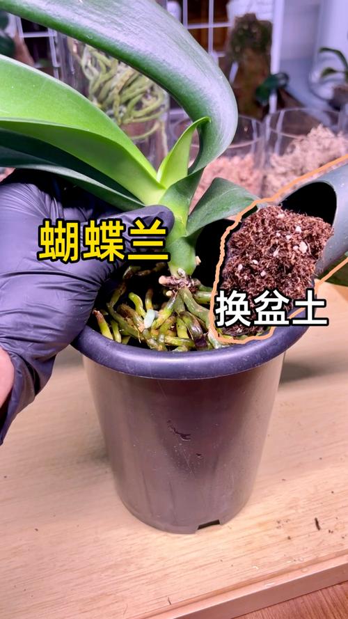 扔掉的蝴蝶兰剪一刀？蝴蝶兰剪下的杆有什么用？-第7张图片-优品飞百科