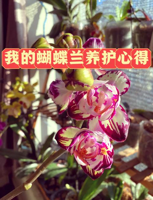 扔掉的蝴蝶兰剪一刀？蝴蝶兰剪下的杆有什么用？-第8张图片-优品飞百科