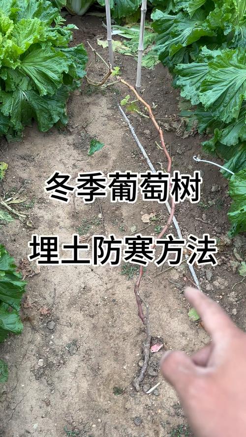 北方葡萄怎么防冻？北方葡萄怎么防冻比较好？