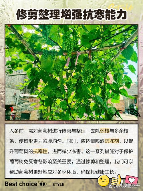 北方葡萄怎么防冻？北方葡萄怎么防冻比较好？-第3张图片-优品飞百科