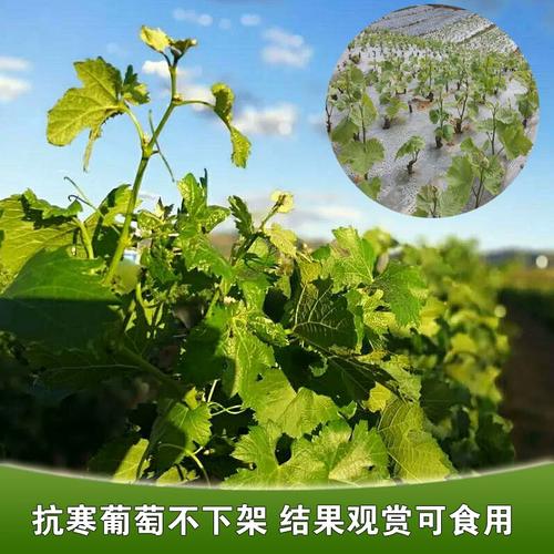 北方葡萄怎么防冻？北方葡萄怎么防冻比较好？-第4张图片-优品飞百科