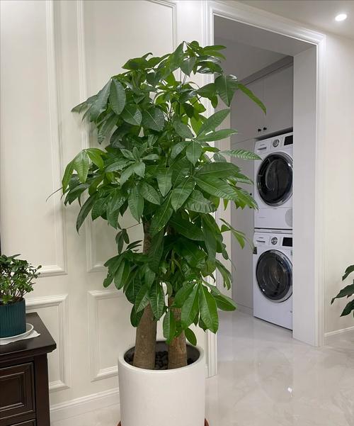 富贵树的养殖方法和注意事项,富贵树的养殖方法和注意事项水养怎样施肥-第1张图片-优品飞百科 富贵树的养殖方法和注意事项,富贵树的养殖方法和注意事项水养怎样施肥-第1张图片-优品飞百科