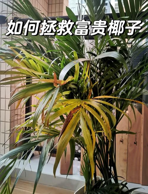 富贵树的养殖方法和注意事项,富贵树的养殖方法和注意事项水养怎样施肥-第2张图片-优品飞百科 富贵树的养殖方法和注意事项,富贵树的养殖方法和注意事项水养怎样施肥-第2张图片-优品飞百科