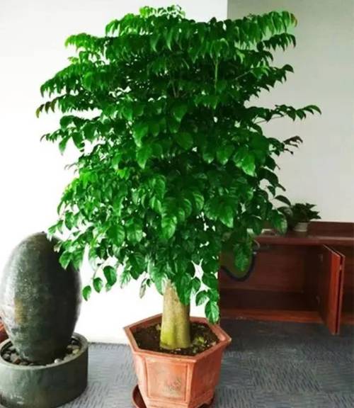 富贵树的养殖方法和注意事项,富贵树的养殖方法和注意事项水养怎样施肥-第3张图片-优品飞百科 富贵树的养殖方法和注意事项,富贵树的养殖方法和注意事项水养怎样施肥-第3张图片-优品飞百科