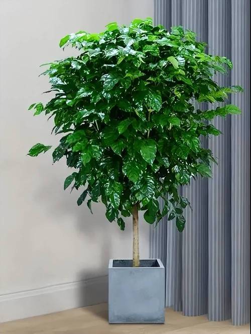 富贵树的养殖方法和注意事项,富贵树的养殖方法和注意事项水养怎样施肥-第4张图片-优品飞百科 富贵树的养殖方法和注意事项,富贵树的养殖方法和注意事项水养怎样施肥-第4张图片-优品飞百科