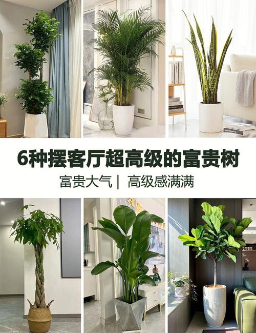 富贵树的养殖方法和注意事项,富贵树的养殖方法和注意事项水养怎样施肥-第5张图片-优品飞百科 富贵树的养殖方法和注意事项,富贵树的养殖方法和注意事项水养怎样施肥-第5张图片-优品飞百科