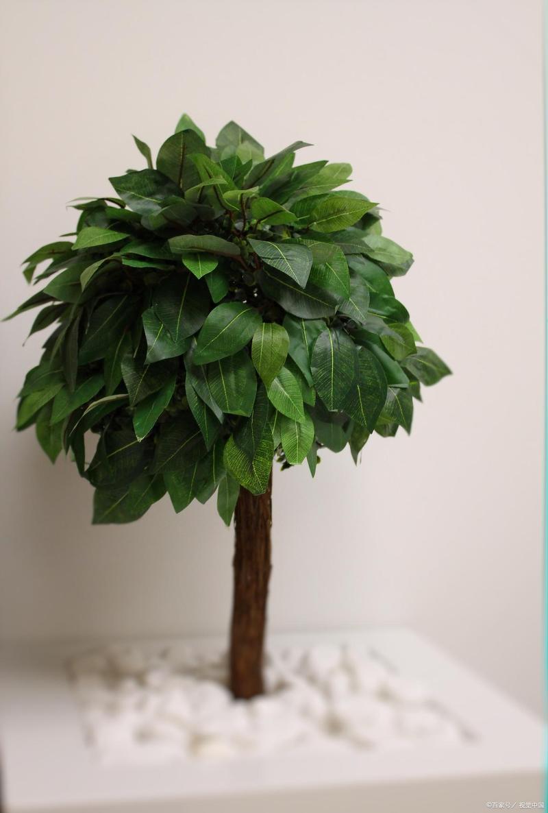 富贵树的养殖方法和注意事项,富贵树的养殖方法和注意事项水养怎样施肥-第6张图片-优品飞百科 富贵树的养殖方法和注意事项,富贵树的养殖方法和注意事项水养怎样施肥-第6张图片-优品飞百科