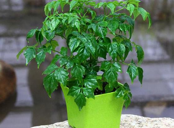 富贵树的养殖方法和注意事项,富贵树的养殖方法和注意事项水养怎样施肥-第7张图片-优品飞百科 富贵树的养殖方法和注意事项,富贵树的养殖方法和注意事项水养怎样施肥-第7张图片-优品飞百科