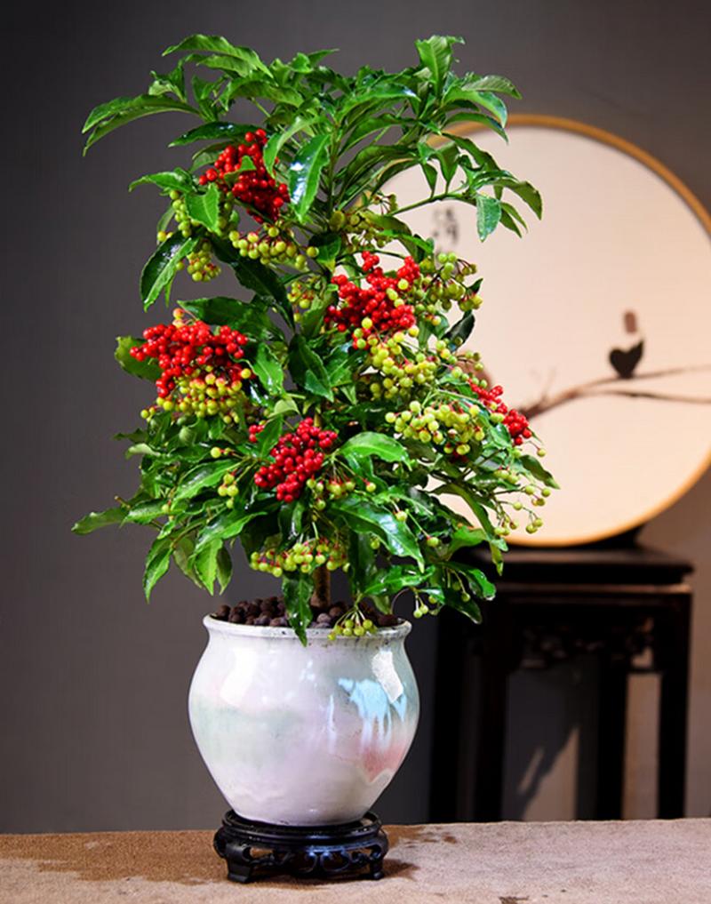 富贵树的养殖方法和注意事项,富贵树的养殖方法和注意事项水养怎样施肥-第8张图片-优品飞百科 富贵树的养殖方法和注意事项,富贵树的养殖方法和注意事项水养怎样施肥-第8张图片-优品飞百科