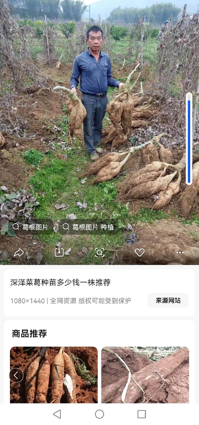 粉葛种植时间及管理,粉葛要种多长时间收获-第2张图片-优品飞百科 粉葛种植时间及管理,粉葛要种多长时间收获-第2张图片-优品飞百科