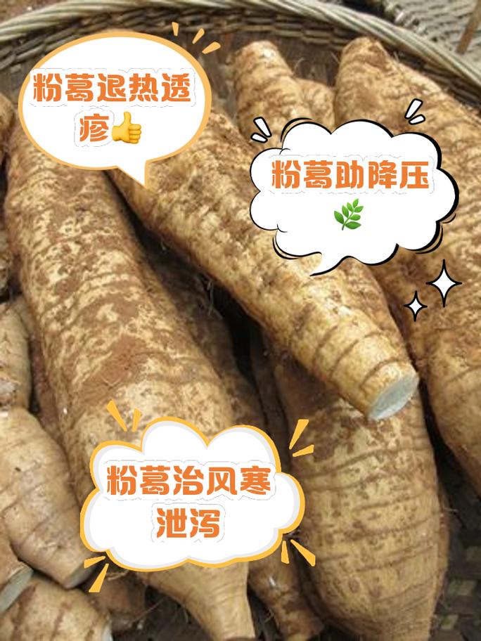粉葛种植时间及管理,粉葛要种多长时间收获-第5张图片-优品飞百科 粉葛种植时间及管理,粉葛要种多长时间收获-第5张图片-优品飞百科