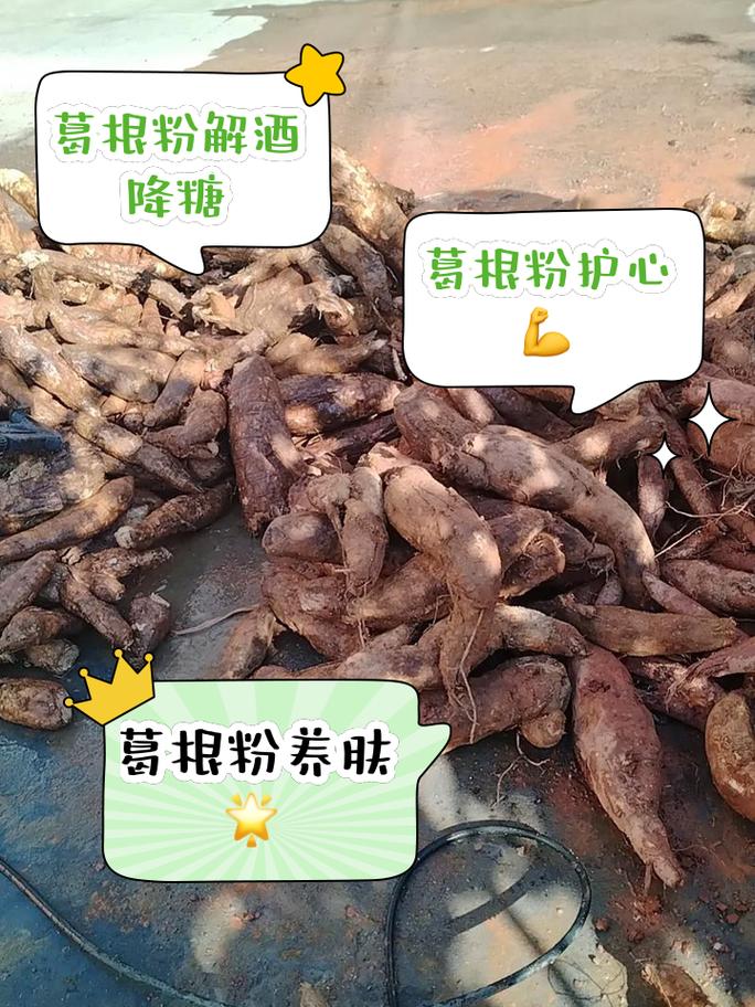 粉葛种植时间及管理,粉葛要种多长时间收获-第6张图片-优品飞百科 粉葛种植时间及管理,粉葛要种多长时间收获-第6张图片-优品飞百科