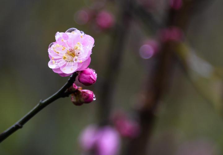 梅花如何过冬，梅花怎么过冬天-第3张图片-优品飞百科