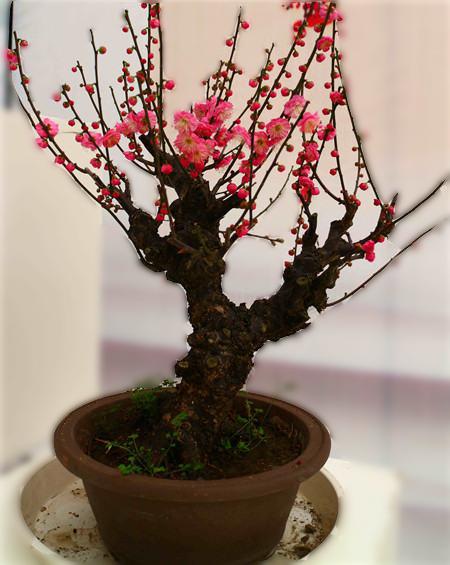梅花如何过冬，梅花怎么过冬天-第4张图片-优品飞百科