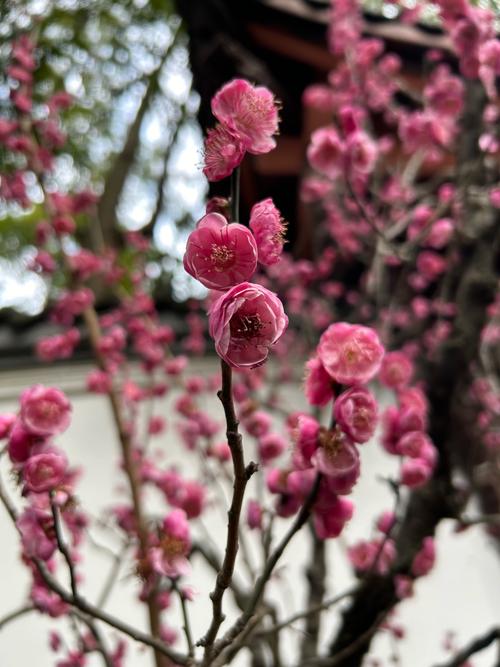梅花如何过冬，梅花怎么过冬天-第7张图片-优品飞百科