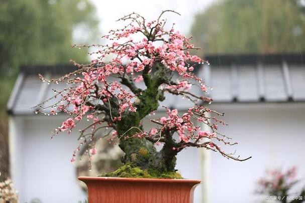 什么时候给梅花换盆？梅花盆栽什么季节移盆？