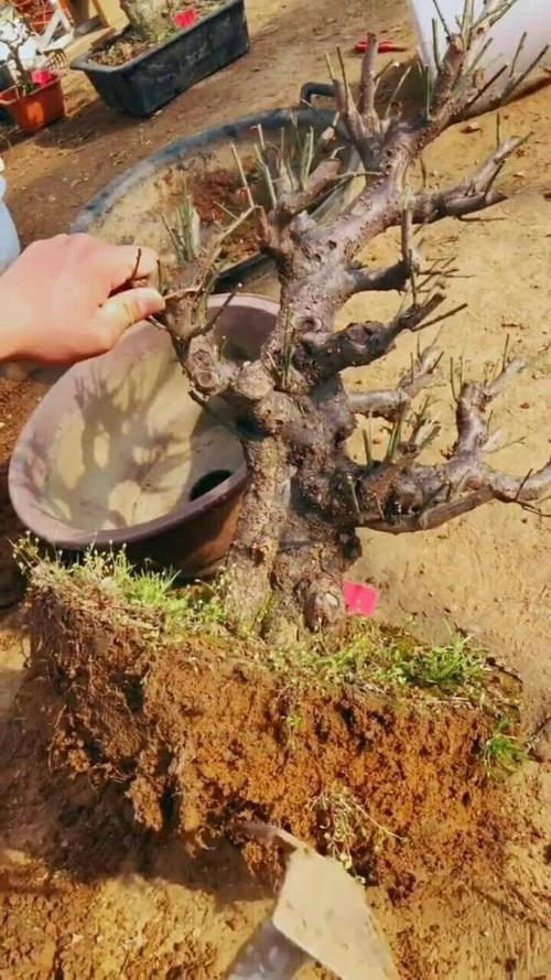 什么时候给梅花换盆？梅花盆栽什么季节移盆？-第2张图片-优品飞百科