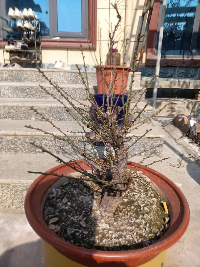 什么时候给梅花换盆？梅花盆栽什么季节移盆？-第4张图片-优品飞百科