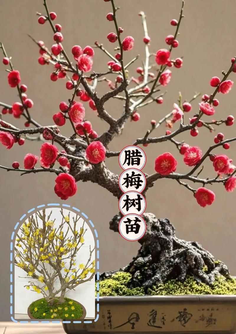 什么时候给梅花换盆？梅花盆栽什么季节移盆？-第5张图片-优品飞百科