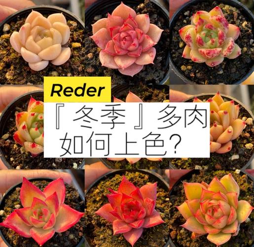 多肉如何过冬,多肉过冬的方法是什么?-第5张图片-优品飞百科 多肉如何过冬,多肉过冬的方法是什么?-第5张图片-优品飞百科