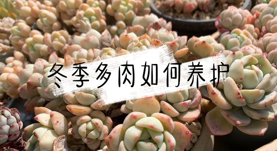 多肉如何过冬,多肉过冬的方法是什么?-第8张图片-优品飞百科 多肉如何过冬,多肉过冬的方法是什么?-第8张图片-优品飞百科