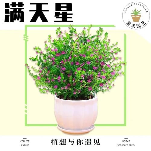 满天星冬天怎么养？满天星冬天能活吗？