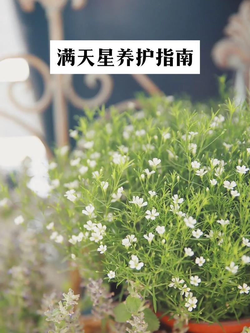 满天星冬天怎么养？满天星冬天能活吗？-第3张图片-优品飞百科