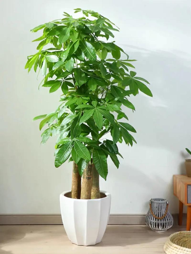 发财树苗一年能长多粗？发财树幼苗一年能长多大？-第1张图片-优品飞百科