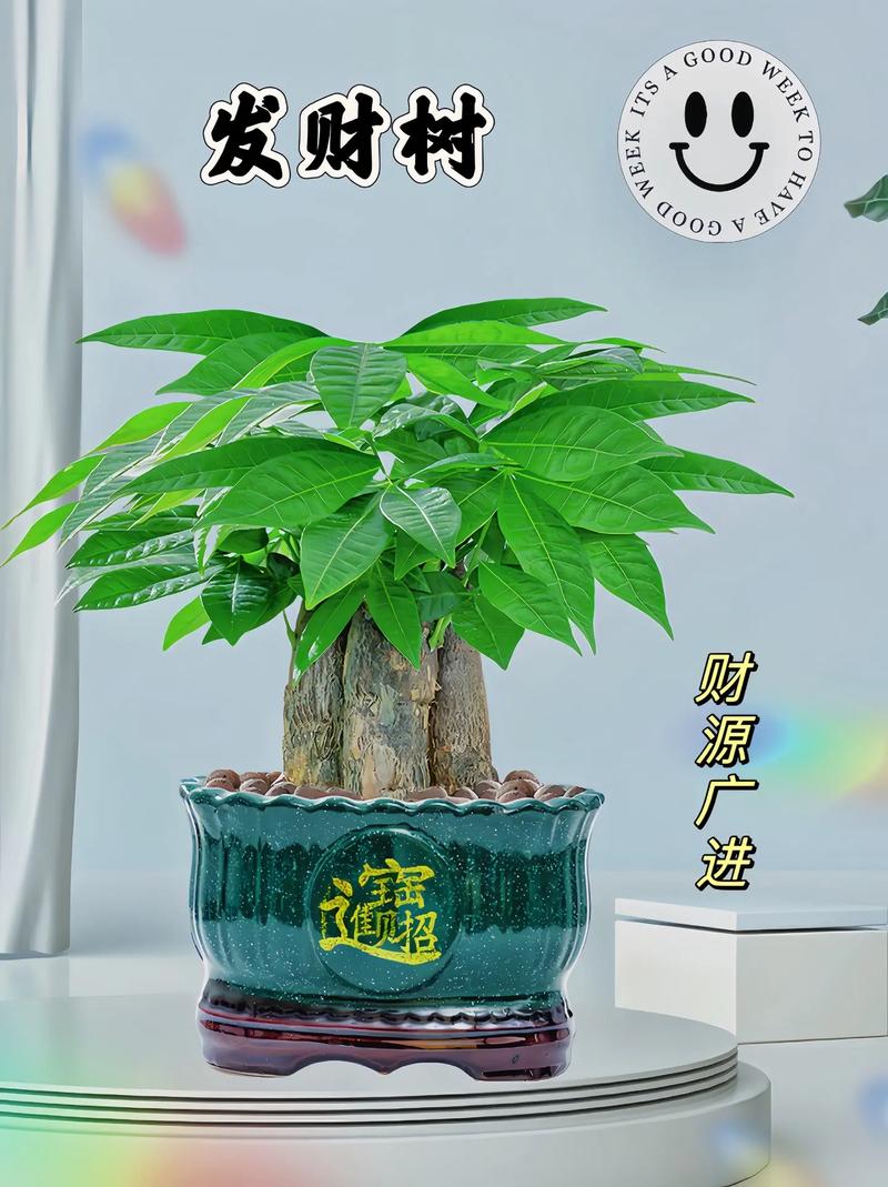 发财树苗一年能长多粗？发财树幼苗一年能长多大？-第2张图片-优品飞百科