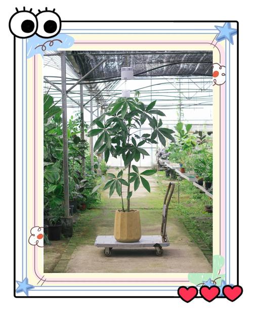 发财树苗一年能长多粗？发财树幼苗一年能长多大？-第4张图片-优品飞百科